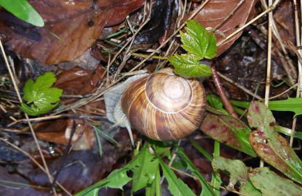 Ferienwohnung Bleicherode - Foto 4