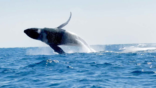 Spot humpback whales