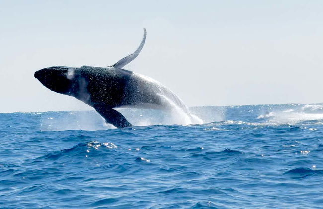 Crociera nella baia di Santa Cruz all'alba - Foto 3