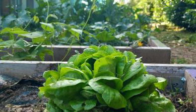 il larice d' oro - Foto 5