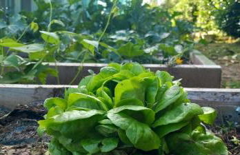 il larice d' oro - Foto 5