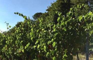 Agriturismo San Gregorio - Foto 38