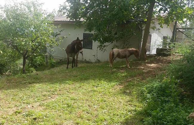 Agriturismo Tenuta del Daino - Photo 19