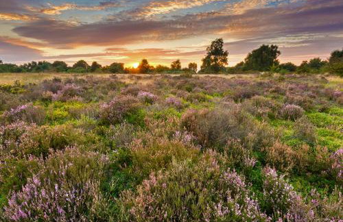 Cannock Chase - Foto 26