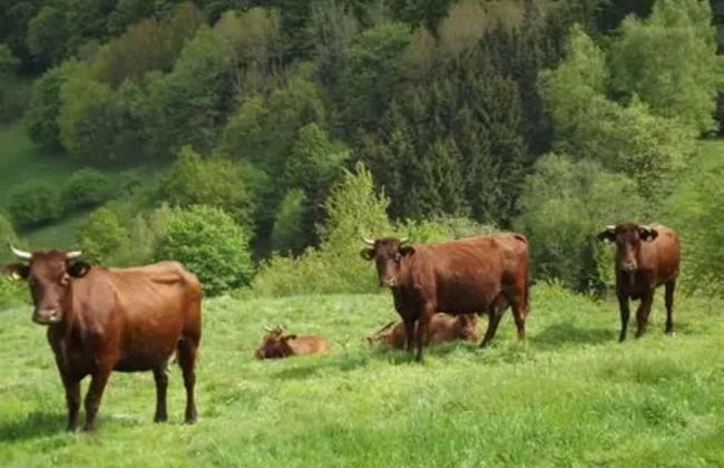 Ferienhaus in Wieda mit Garten - Foto 22
