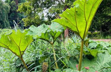 Cosy Mirrored House next to a Magical Swimming Lake - Foto 12