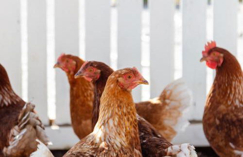 70's wood house - Foto 51