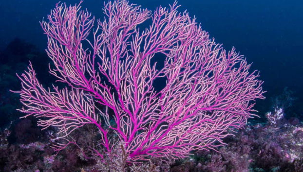 Durante el bautismo de buceo