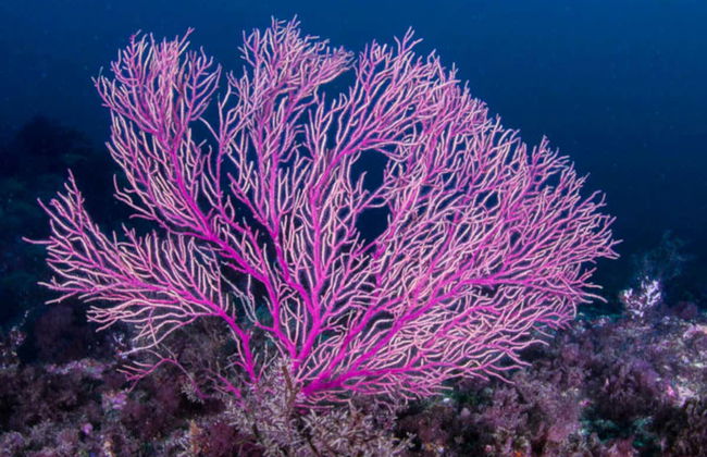 Bautismo de buceo en el Parque Natural de Arrábida - Foto 4