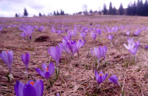 Apartament u Busiów - okolice Zakopanego - Foto 22