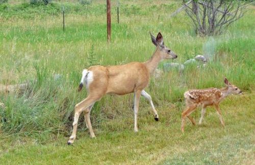 Emigrant Cabin on 10 Acres with BBQ and Peaceful Views - Foto 29