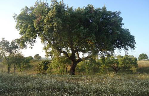 Herdade dos Montes Bastos - Foto 13