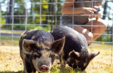 Driftwood Lodge~5 BR/7 Bath~30-acre Private Estate - Foto 31