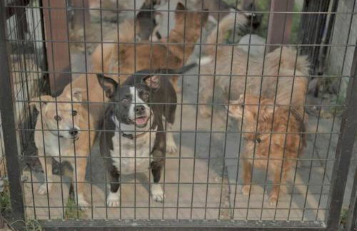 Stylish Garage Apartment by Reese Creek - Foto 4