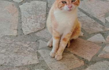 Linda House Corfu - Foto 56