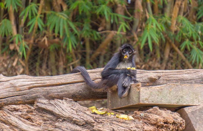 Excursión al Auto Safari Chapín - Foto 4