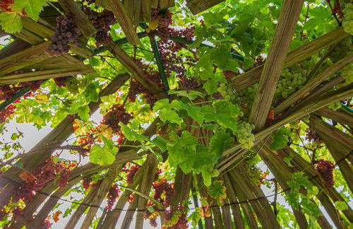 Gîte 4 chambres avec piscine couverte et jardin proche des châteaux de la Loire - FR-1-491-370 - Foto 20