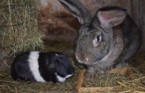 Landhaus am Bauernhof im Ostseeland - Foto 20
