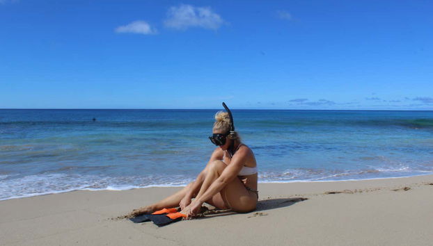 Snorkeling or Diving in Honolulu - Foto 2