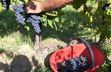 I Vigneti del Chianti - Foto 53