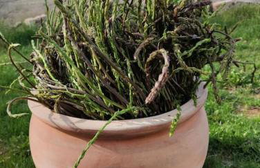 Apartments in the Istrian village - Foto 20