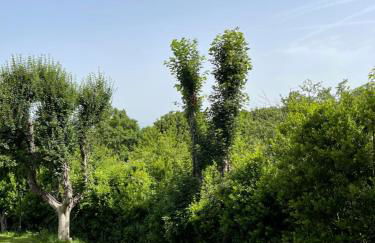 L’ Aia del Principe - Foto 43