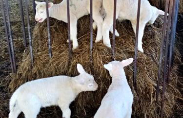 Owczarnia Agroturystyka Ekologiczne Gospodarstwo Owczarskie - Foto 52