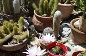 Lilo's Apartments - Foto 13