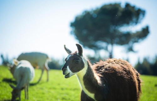 Monte do Lago, Pegões - Foto 58