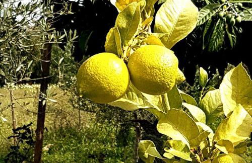 Magical VILLA CASA KOI in Sao Bras de Alportel - Foto 21