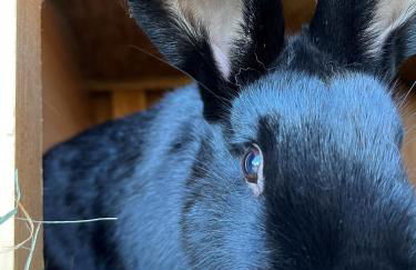 Ferienhof Hofmann - Foto 29