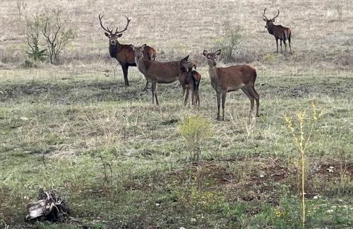 Dome Sweet Dome - Foto 9