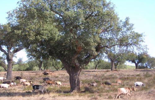 Casa Rural Sierra San Mamede - Foto 46