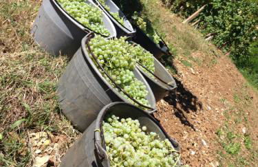 Azienda Agricola Campion - Foto 57