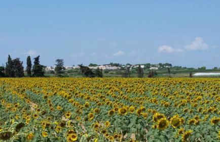 Villa Manet Portiragnes - Foto 42