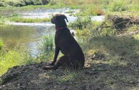 Liberty Cabin on Collier Creek - Foto 37