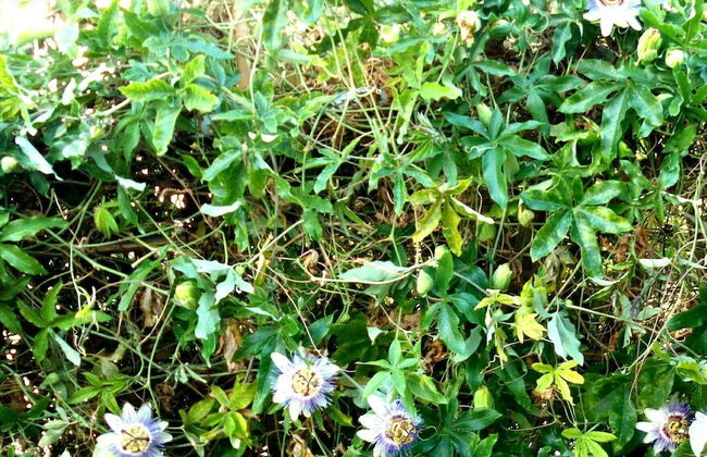 Foximanna on the North Floor in a Villa Surrounded by Greenery Facing the sea - Photo 55