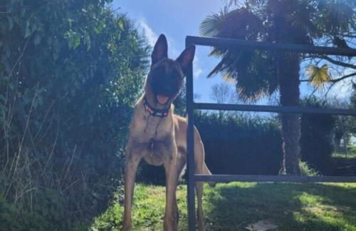 Les Malous - Foto 59