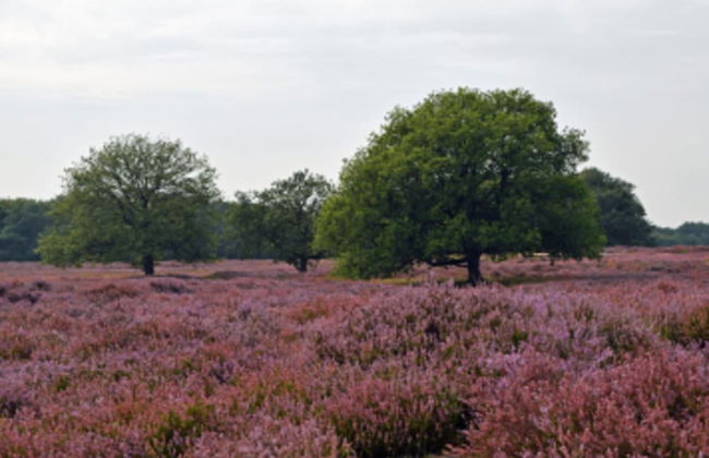 Cozy Holiday Home With a Private Garden - Photo 34