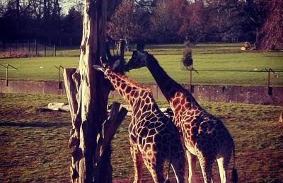 Cozy Cotswold getaway near Burford - Foto 35