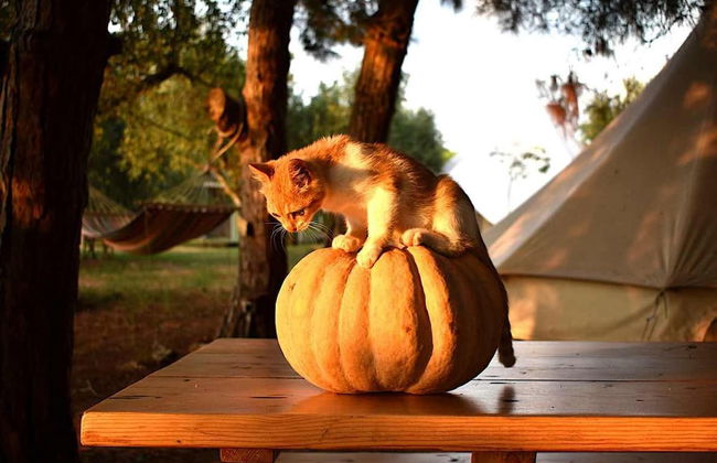 Glamping at a Lovely Tent in Skiaxtro- Marathopoli - Foto 9