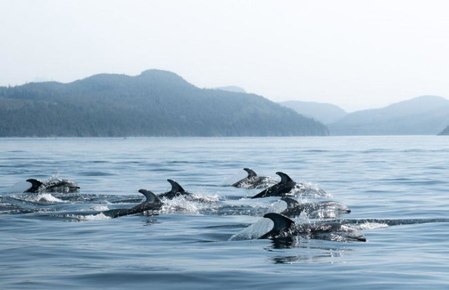 4 Hour Whale and Wildlife Boat Tour - Foto 10