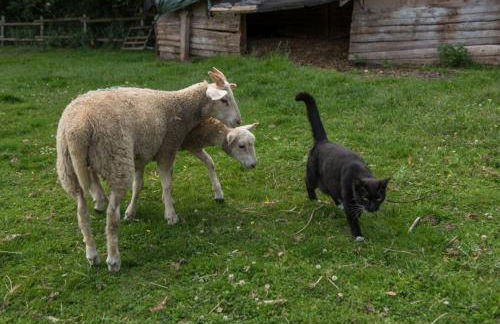 Altes Forstamt im Teutoburger Wald-Fewo Hofgarten - Foto 26
