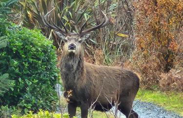 "Balmoral View" - Foto 9