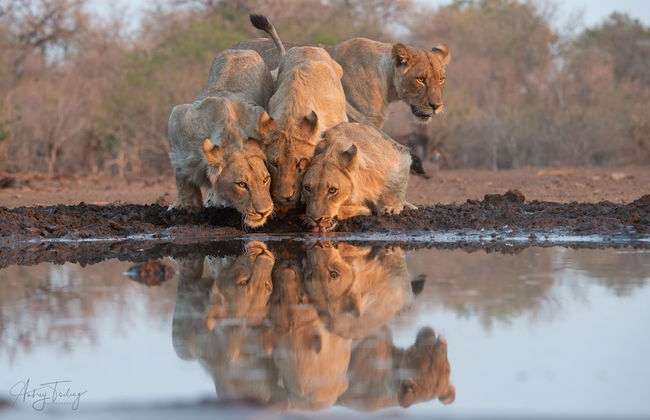 Euphorbia Mashatu - Foto 22