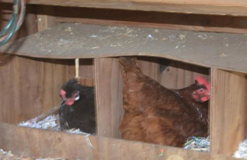 House on Acreage with Farm Animals in Bothell, Close to Seattle Bellevue Kirkland - Foto 36