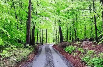 Studio apartment at Sugarloaf Log House - Photo 3