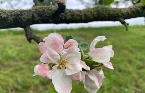 Ferienhof"WaldEsel Rippersroda" - Foto 56