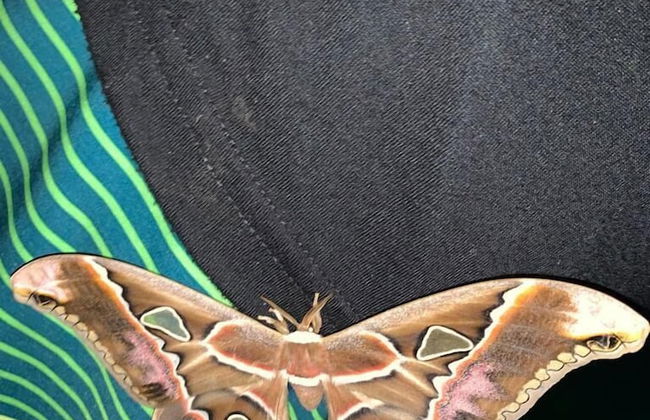 TIPS Vacation - Foto 52