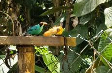 Chalé Suítes Casa na Praia de Itamambuca - Foto 69
